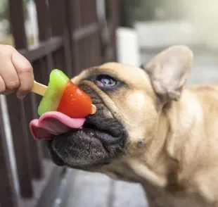 As frutas para cachorro são repletas de benefícios para o organismo animal