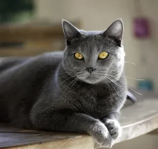 O gato Chartreux é a companhia perfeita para quem busca um felino tranquilo e sociável 