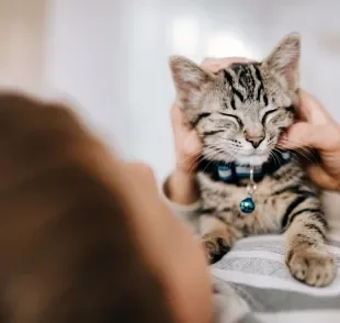 O segredo para a felicidade do gato está escondido em uma atitude muito simples