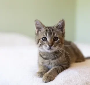 O gato filhote passa por diferentes fases de desenvolvimento até se tornar um adulto