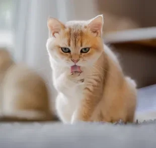 O gato se lambendo muito deve servir de alerta para os tutores