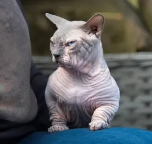 O gato Bully XL tem uma aparência intimidante e um corpo incrivelmente musculoso (Créditos: Instagram/@bullycatsuk)