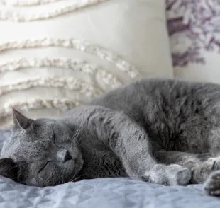 Quantas horas um gato dorme por dia é algo que pode variar de acordo com a faixa etária do pet