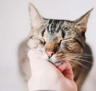 Um gato feliz é aquele que tem boa qualidade de vida