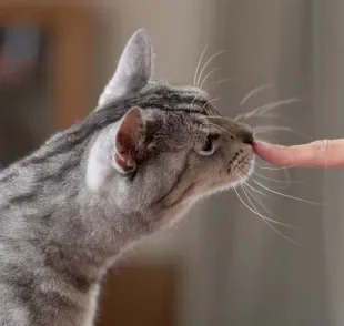 Se comunicar com um gato não é difícil, mas você deve evitar alguns erros comuns