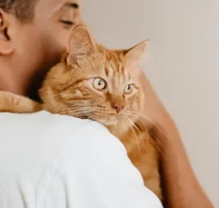 A relação com seu gato vai melhorar muito se você seguir essas dicas