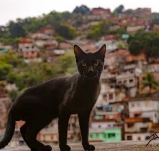 Se surpreenda com as curiosidades sobre os gatos