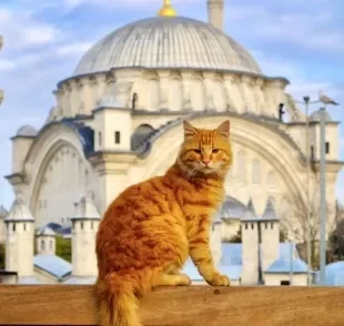 Em algumas cidades, os gatos são grandes estrelas