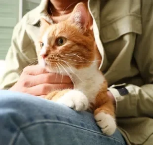 Ter um gato pode ser um ótimo aliado da saúde humana