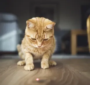 O laser para gato é um brinquedo polêmico entre os gateiros 