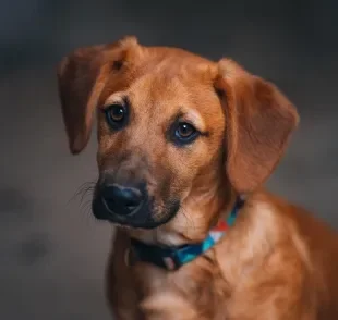 Diarreia e vômitos são sintomas da parvovirose canina 