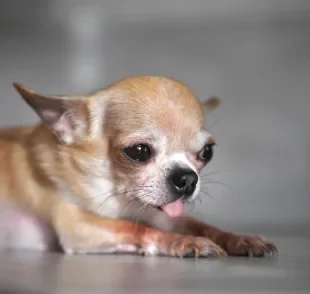 A parvovirose canina é uma doença muito séria que afeta o sistema gastrointestinal dos cães e pode ser fatal