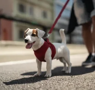 Deixar de passear com cachorro traz uma série de malefícios para a saúde física e mental do pet