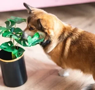 De todas as plantas tóxicas para cachorro e gato, existe uma que é a mais perigosa