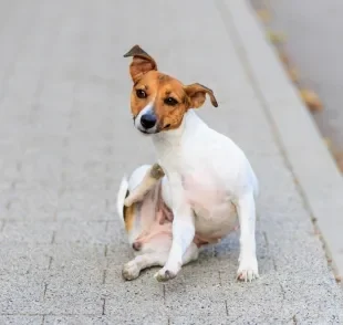 A pulga de cachorro é um problema que pode ser contornado com algumas dicas