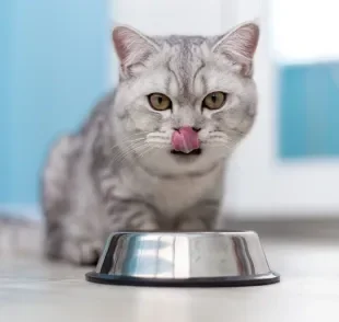 Alimentação tem tudo a ver com quanto tempo vive um gato