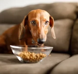 A ração para cachorro cardiopatas tem uma formulação diferenciada