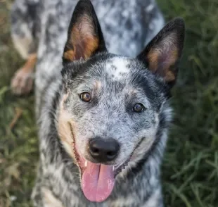 Quase todas as raças de cachorro inteligentes e corajosas foram criadas para pastorear ou proteger 