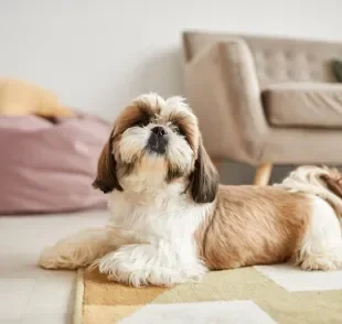 As raças de cachorro manso são excelentes companheiros 