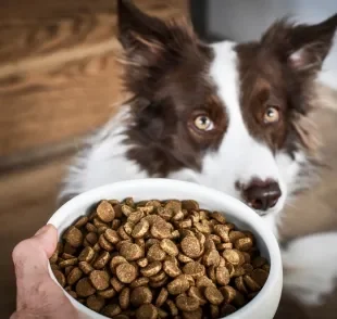 Uma boa ração de cachorro contém nutrientes, como o ômega 3, que ajudam a retardar o envelhecimento do pet