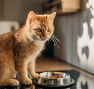 O sachê para gatos renais tem vários benefícios para a saúde 