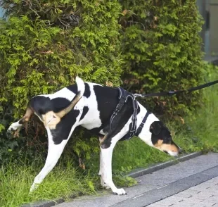 O xixi de cachorro é usado para marcar território