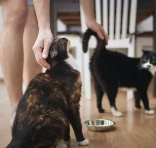 A adaptação de gatos deve acontecer de forma gradual e supervisionada