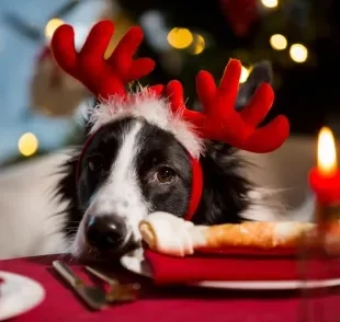 Vários alimentos podem ser prejudiciais para a saúde dos cães nessa época do ano