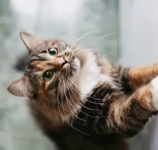 O bigode de gato pode parecer indispensável, mas é fundamental para a vida dos felinos