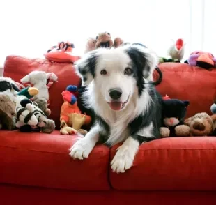 Existe um brinquedo para cachorro ideal para divertir e gastar energia