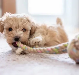 Os brinquedos para cachorro filhote proporcionam relaxamento e diversão para o peludo