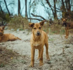 Cães de Chernobyl conseguiram se adaptar ao ambiente radioativo 