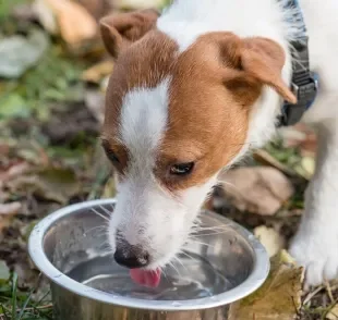 A água é fundamental para o funcionamento do organismo do cachorro