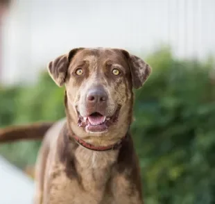 Pequenas atitudes podem melhorar muito a saúde do cachorro 