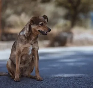 Ajudar um cachorro abandonado pode salvar a vida dele