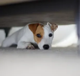 O cachorro com medo de fogos é uma situação que deve ser levada a sério