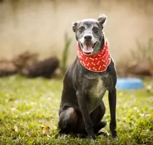 O adestramento de um cachorro idoso exige mais cuidados de um filhote