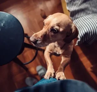 Comportamento comum entre tutores pode incentivar cachorro pulando em visitas