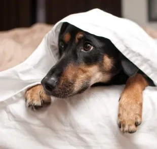 O cachorro com medo de fogos é uma situação que deve ser levada a sério