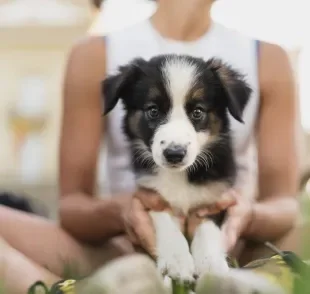 O cachorro filhote pode passar por alguns episódios que precisa de atenção