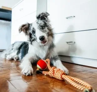 Há muitas opções de presente para cachorro de Natal