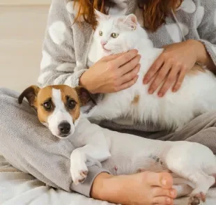 O Cadastro Nacional de Animais Domésticos vai auxiliar no combate ao abandono e controle de zoonoses