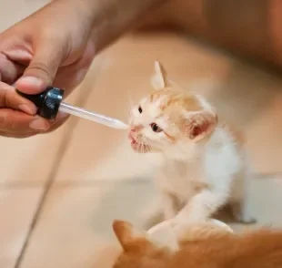 O calmante para gatos é uma alternativa para relaxar os felinos durante as festas de fim de ano