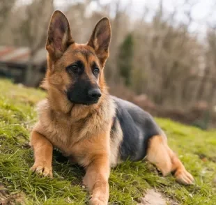 As raças de cão de guarda precisam ser adestradas com reforços positivos