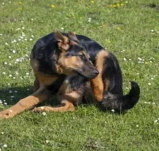 O carrapato de cachorro provoca coceiras no animal 