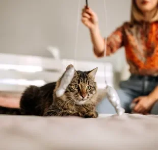 Saiba como escolher o cat sitter perfeito para cuidar do seu gato!