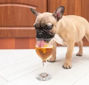 Conheça alguns produtos para cachorro que são inspirados em comidas e bebidas de humanos!