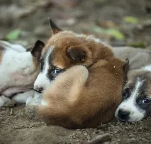 O filhote de cachorro abandonado sente frio, fome e medo nas ruas