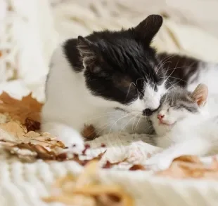 O filhote de gato pode ficar traumatizado se for retirado precocemente da ninhada