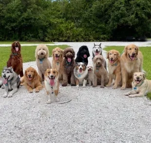 Descubra qual é o filme de cachorro que conquistou gerações